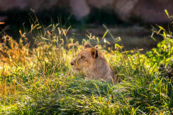 Young Lioness in the Grass