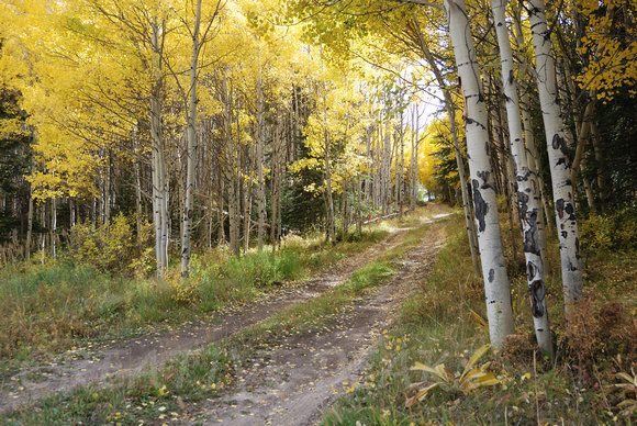 Fall Aspens in Silverthorne, Colorado