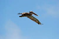 Pelican in Flight in the Galapagos