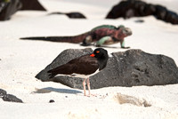 Oyster Catcher and Iguana