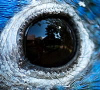In the Eye of a Parrot