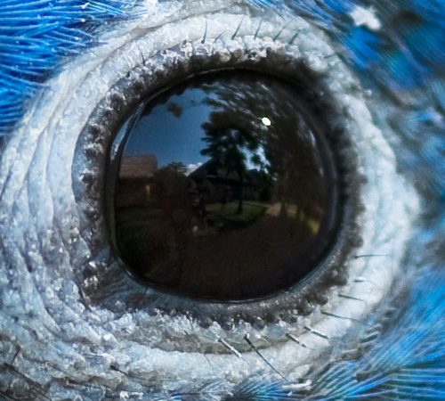 In the Eye of a Parrot