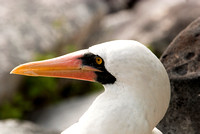 Nazca Booby in the Galapagos