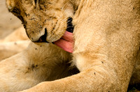 Lioness Grooming Herself