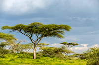 Acacia Tree in Tanzania, Africa