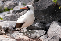 Nazca Booby and Chick in the Galapagos