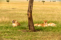 Three Female Lions Resting