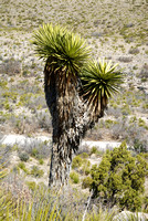 Guadalupe Mountains National Park, New Mexico