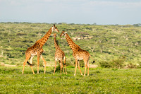 Three Giraffe in Tanzania, Africa