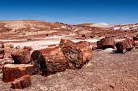 Petrified Forest, March 2013