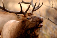 Bull Elk in Rocky Mountain National Park