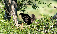 Eaglets in the Nest 2