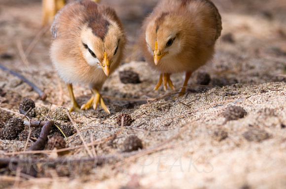 Baby Chicks on the Beach in Kauai,Hawaii
