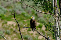 Eagles at Green Mountain Reservoir June 2013