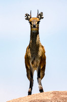 Front View of a Klipspringer in Tanzania