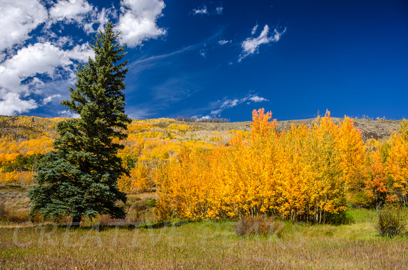 Leaning Pine and Golden Aspen