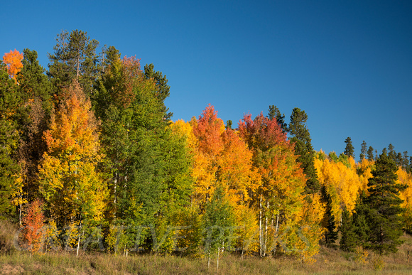 Riot of Fall Colors in the Rocky Mountains