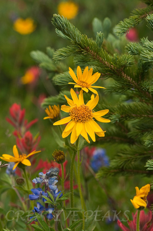 Wildflowers in a Pine Forest