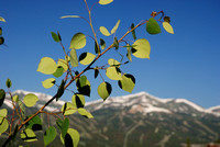 Aspen Leaves in the Spring