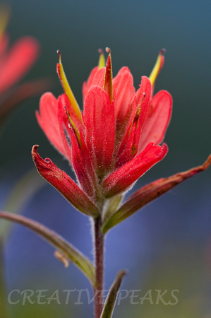 Red Indian Paintbrush Wildflower