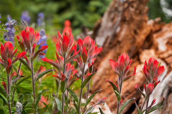 Group of Red Indian Paintbrush