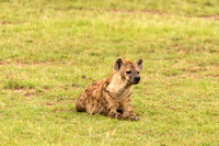 Spotted Hyena in the Serengeti of Tanzania, Africa