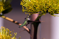 Hummingbirds in Arizona