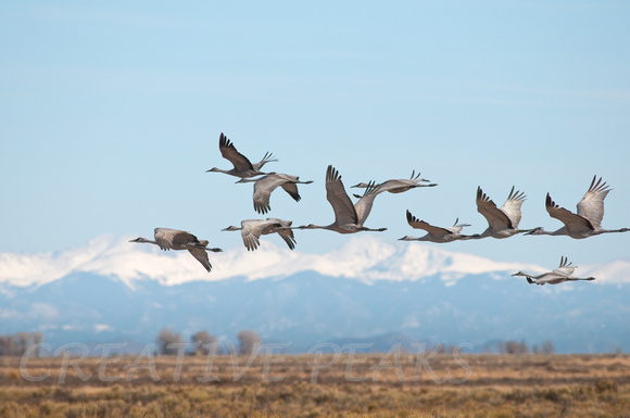 Sandhill Cranes Over Monte Vista, Colorado