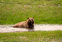 Grizzly Cooling Off in a Stream
