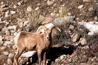 Big Horn Sheep Near Buena Vista in March 2011