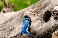 Male Mountain Bluebird at Nest with Food