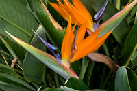 Bird-of-Paradise Flower on Kauai, Hawaii