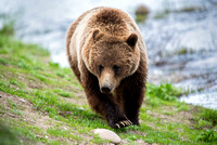 Grizzly in Teton National Park