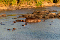 Hippos in the Mara River at Sunset