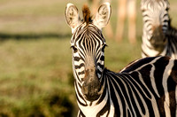 Closeup of a Zebra in Tanzania, Africa