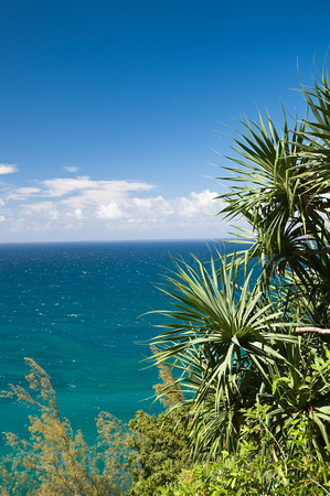 Pacific Ocean through Vegetation on Kauai, Hawaii