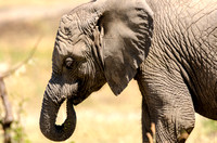 Closeup of a Baby Elephant in Tanzania, Africa
