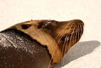 Resting Sea Lion on Galapagos Beach