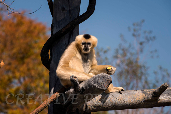 White-Cheeked Gibbon Female