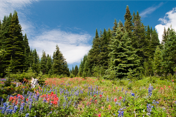Meadow of Wildflowers in Colorado