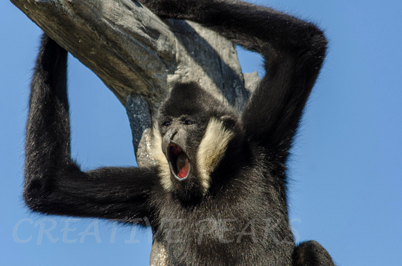Male White-Cheeked Gibbon Screeching