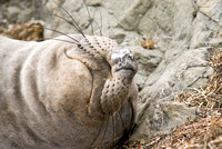 Closeup of Elephant Seal Face