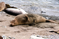 Elephant Seal on California Coast