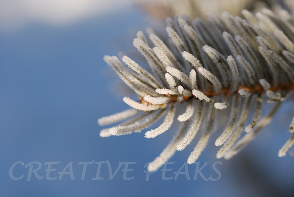 Frost on Pine Needles